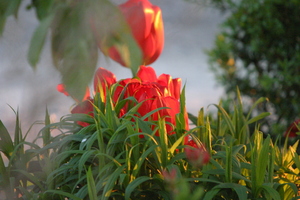 Geburtstagsblumen