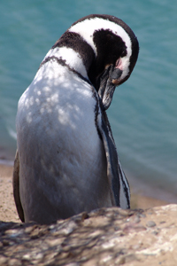 pinguin.jpg pinguin.jpg