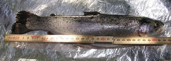 waegital_fisch_laenge waegital_fisch_laenge